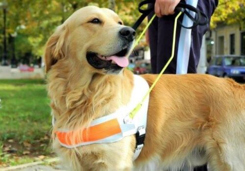 AdobeStock_3134298_guide-dog-small.jpg